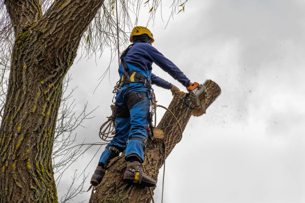 Tree and Shrub Care in Cooper, TX